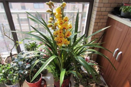 惠兰花怎么养