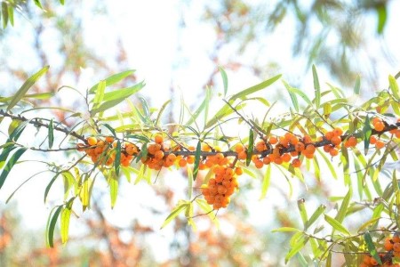 沙棘是一种什么植物