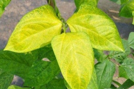植物叶子变黄是啥原因