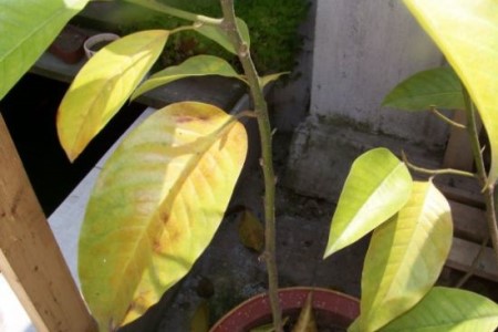 植物叶子变黄是啥原因