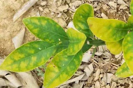 植物叶子变黄是啥原因
