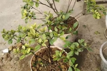 植物叶子变黄是啥原因