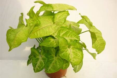 植物叶子变黄是啥原因