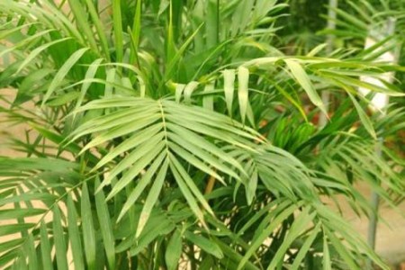 散尾葵烂根是啥原因