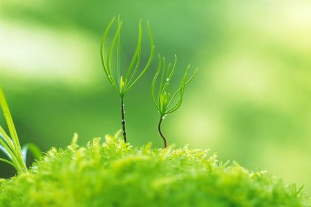 植物有生命吗