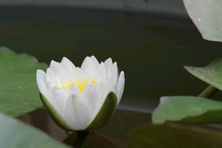 水莲花怎么养