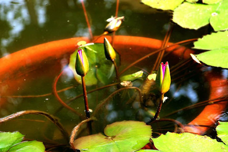 水莲花怎么养