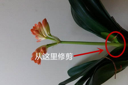 君子兰开花后的茎怎么处理