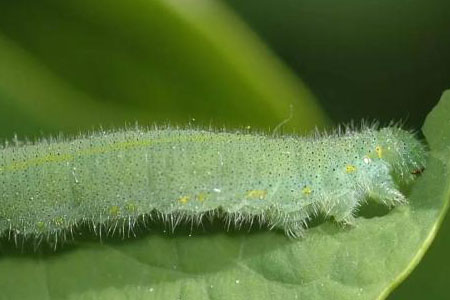 菜青虫用什么药
