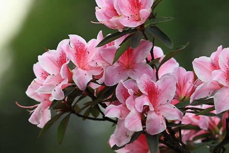 花中西施是啥花