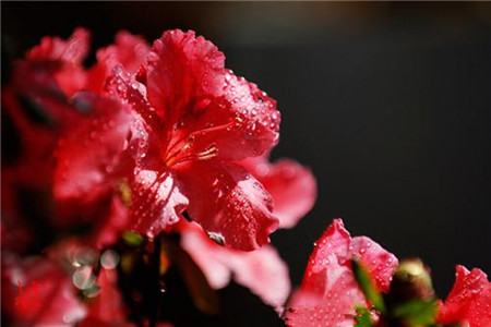 花中西施是啥花