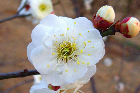 梅花几月开