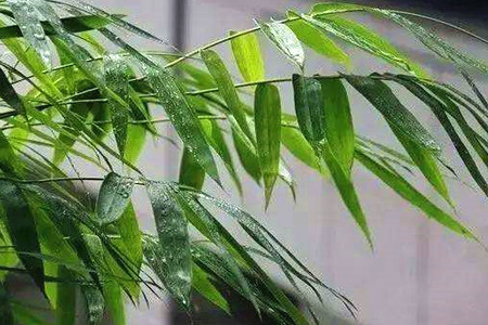 竹子怎么养才能更旺盛
