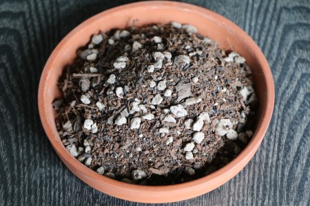 菠菜几天出苗