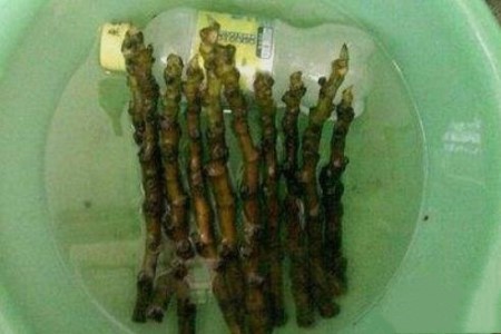 无花果怎么扦插