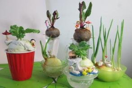 饮料瓶水培蔬菜办法