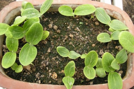 菠菜怎么种植容易发芽