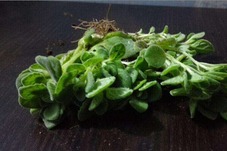 碰碰香怎么移植
