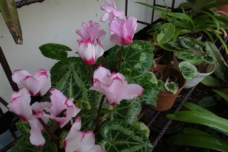 仙客来怎么开花
