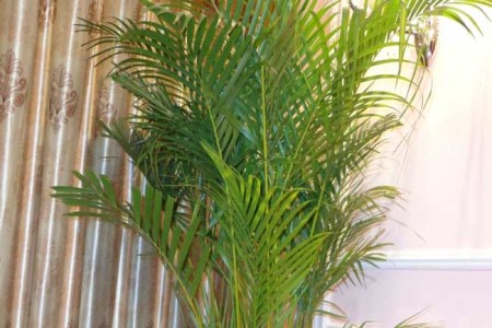 凤尾竹夏天怎么养