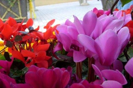 仙客来怎么样度夏