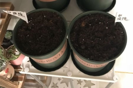 玫瑰花种植办法