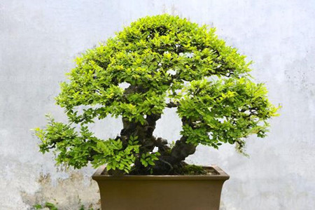 榆树盆景怎么养