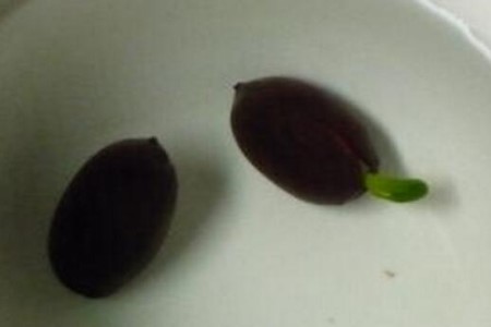 莲花怎么种