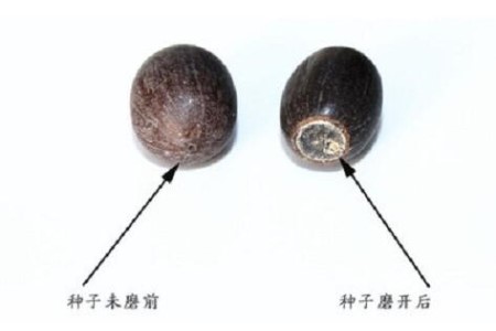 莲花怎么种