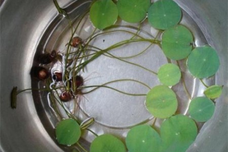 莲花怎么种