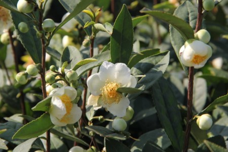 茶树花怎么养殖