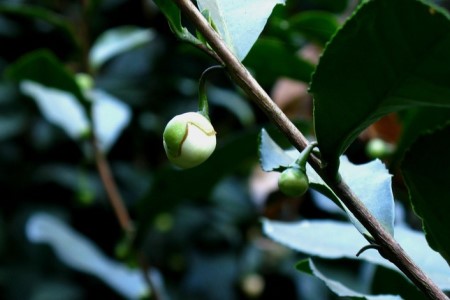 茶树花怎么养殖