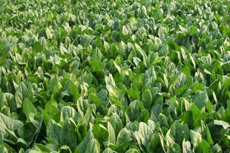 菠菜生长期多少天