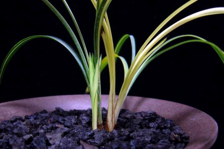 兰花种植办法