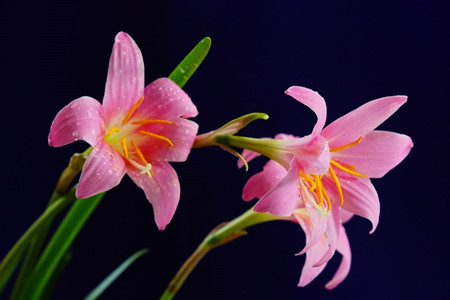 兰草花怎么养殖