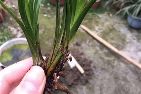 兰草花怎么养殖