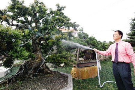 罗汉松怎么养