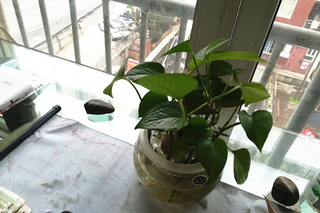 绿萝水养怎么养