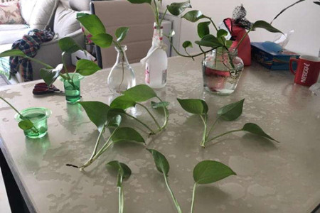 绿萝水养怎么养