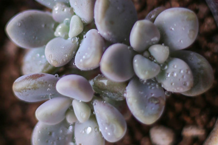 怎么养多肉植物长得快
