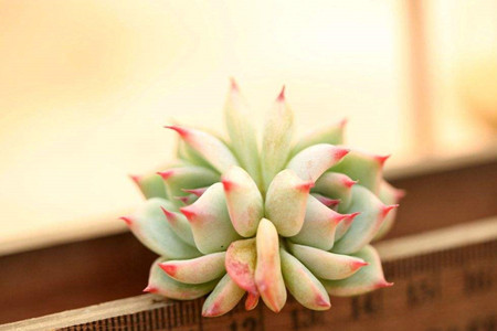 怎么养多肉植物长得快
