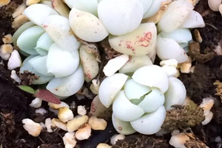 怎么养多肉植物长得快