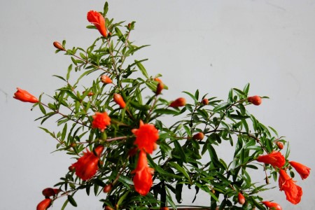 石榴花怎么养才长得好