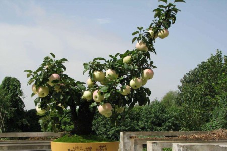 盆栽苹果树怎么养