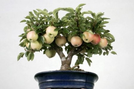 盆栽苹果树怎么养
