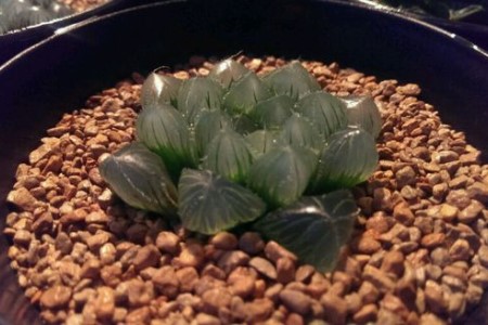 玉露晒伤了怎么处理