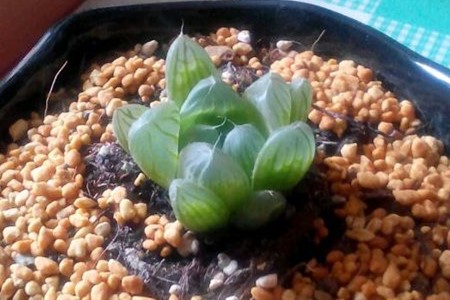 玉露晒伤了怎么处理