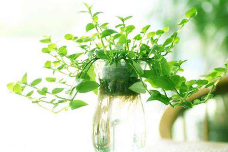 水培植物怎么养
