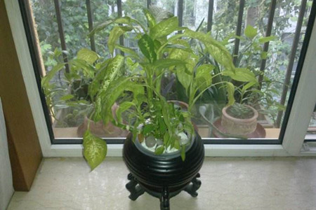 水培植物怎么养