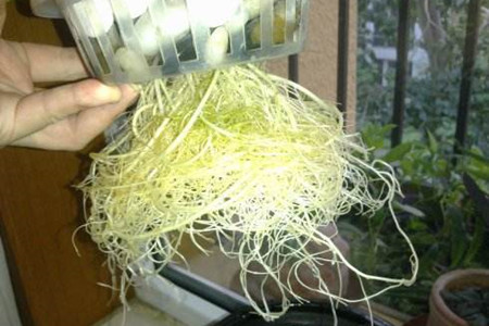 水培植物怎么养